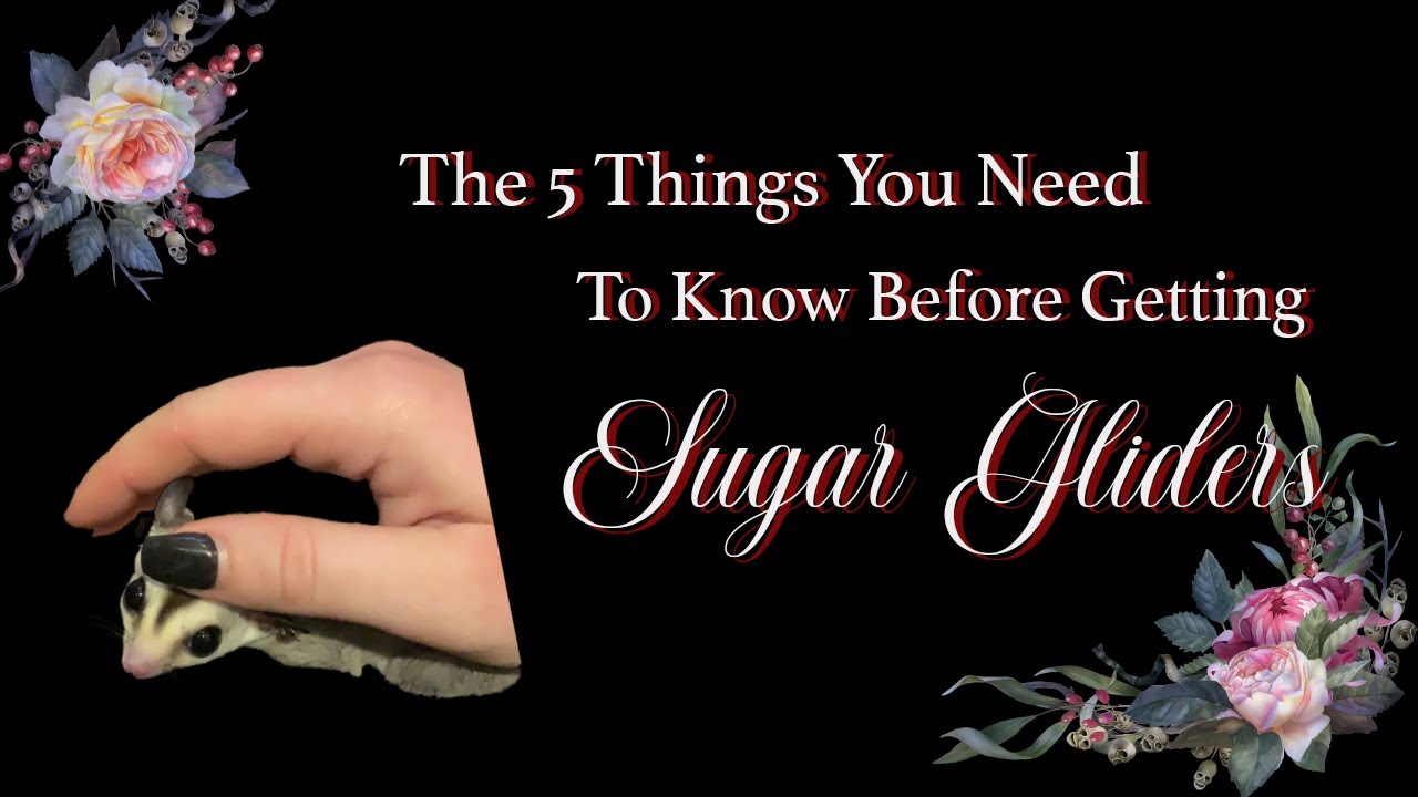 The 5 Things You NEED to Know Before Getting Sugar Gliders | Sugar Glider Care | Sugar Glider Pet