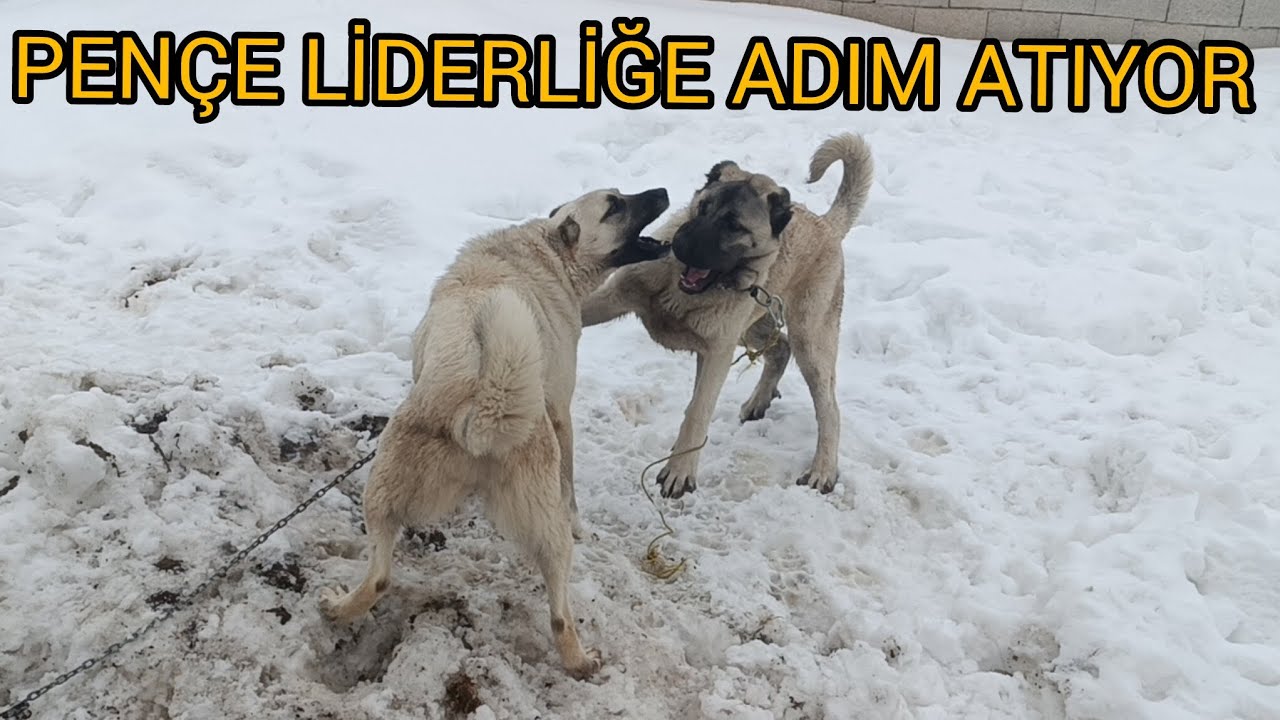 PENÇE İLE HIRÇE KARŞILAŞMASI // PENÇE İLE HIRÇE ARASINDAKİ BAĞ...#PENÇE#kangal #wolf #sürüköpekleri 