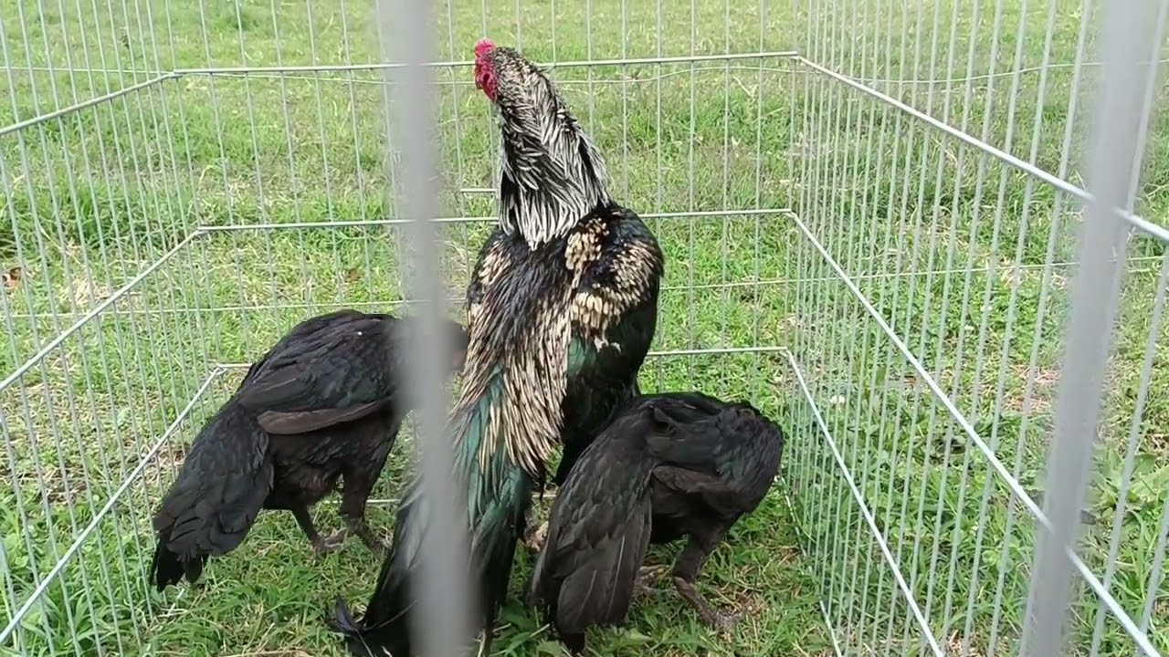 Galo índio canto curto jacutinga uma verdadeira lenda