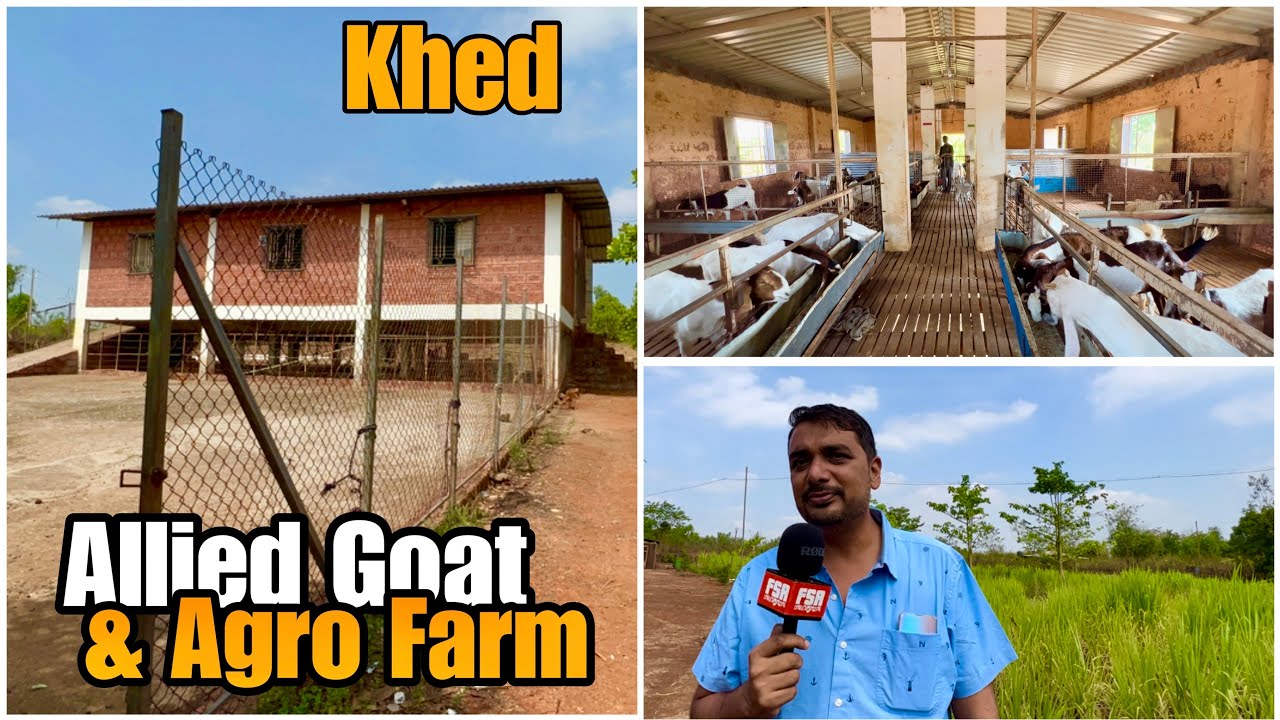 Full Tour of Allied Goat & Agro Farm, Khed, Ratnagiri