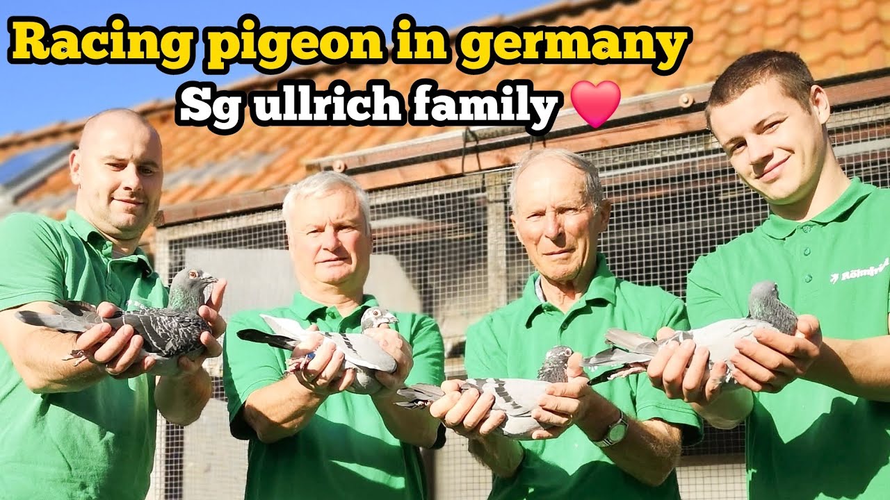 Голубиный спорт в Германии: SG Ullrich &ndash; 331 км гонка против ветра | Точность, страсть и результа...