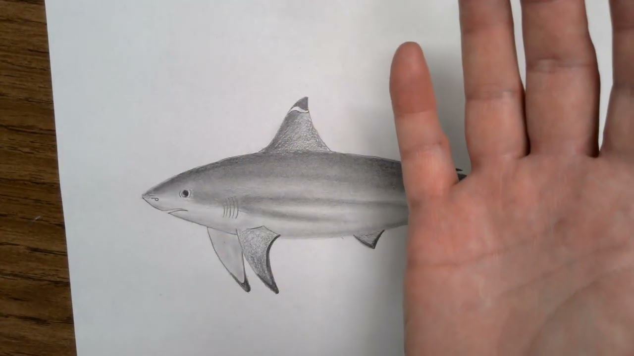 Drawing a Black Tipped Shark Video 3 (Finishing the drawing)