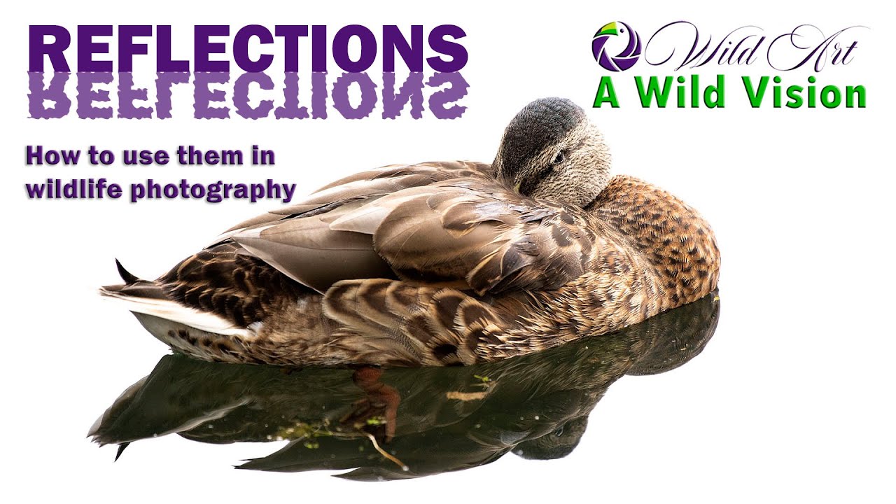 Reflections and using them in Wildlife Photography
