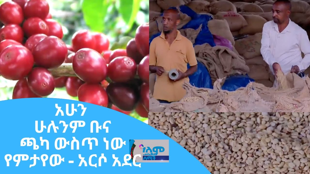 አሁን ሁሉንም ቡና ጫካ ውስጥ ነው የምታየው - አርሶ አደር