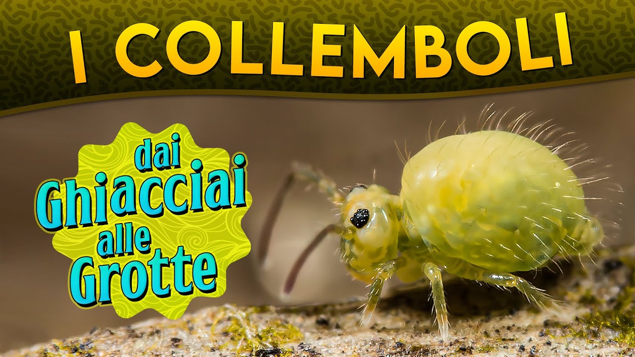 I Collemboli: dai ghiacciai alle grotte ► Puntata 176