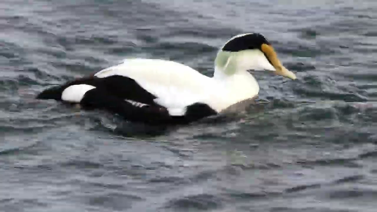 Common Eiders, January 2023