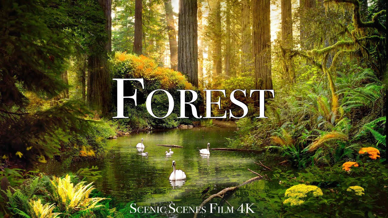 Forest In 4K - The Healing Power Of Nature Sounds | Forest Sounds | Scenic Relaxation Film