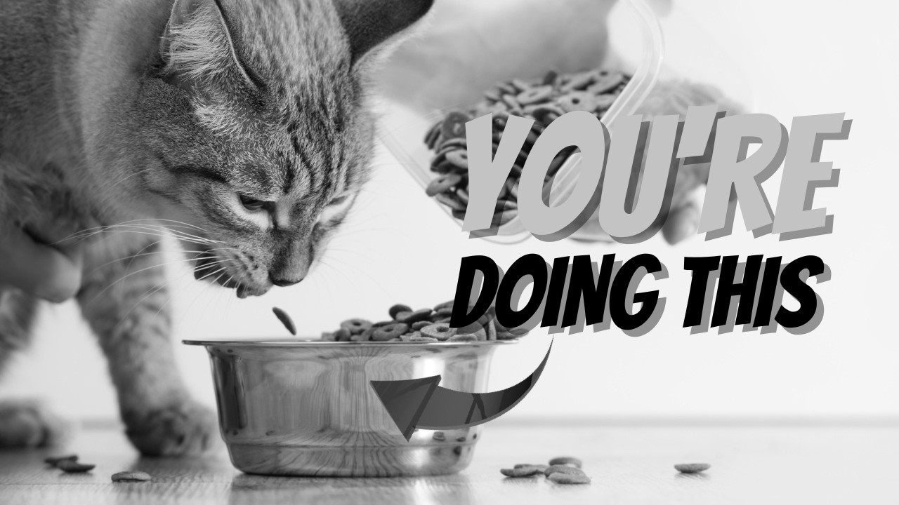 Is Your Indoor Cat's Health at Risk Because of This One Habit?