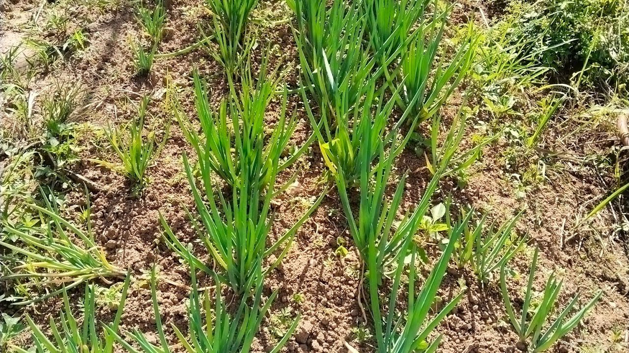 Bora plantar