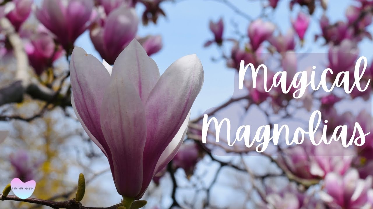 MAGNOLIA Alley Niagara Falls in full BLOOM // Slow Living Silent Vlog