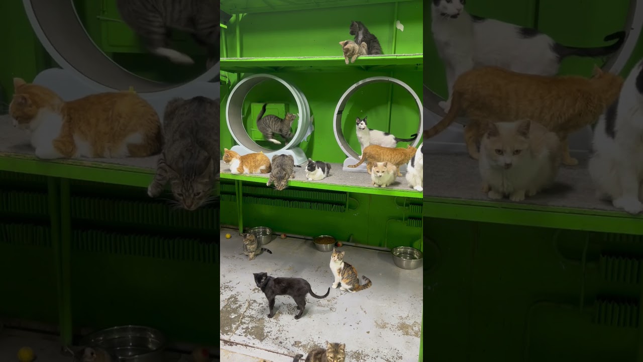 Снова изучаем колесики