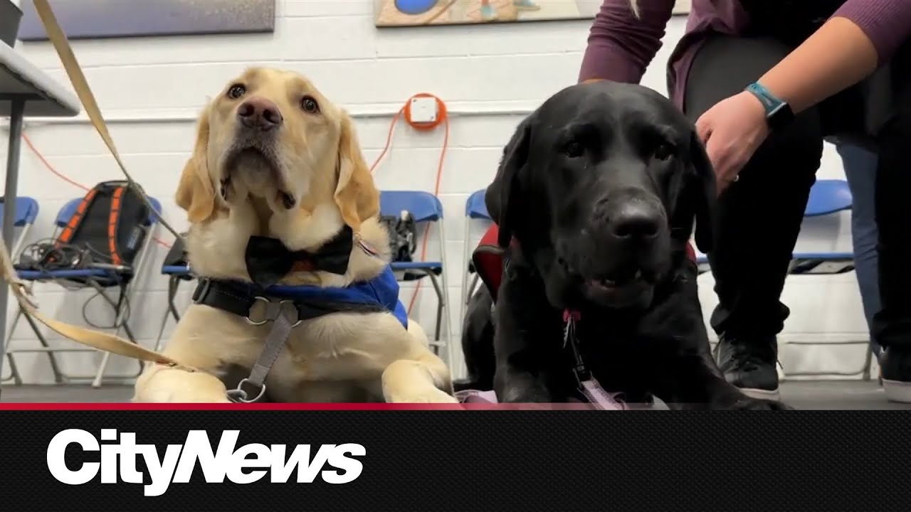 More guide dogs to be trained in Edmonton
