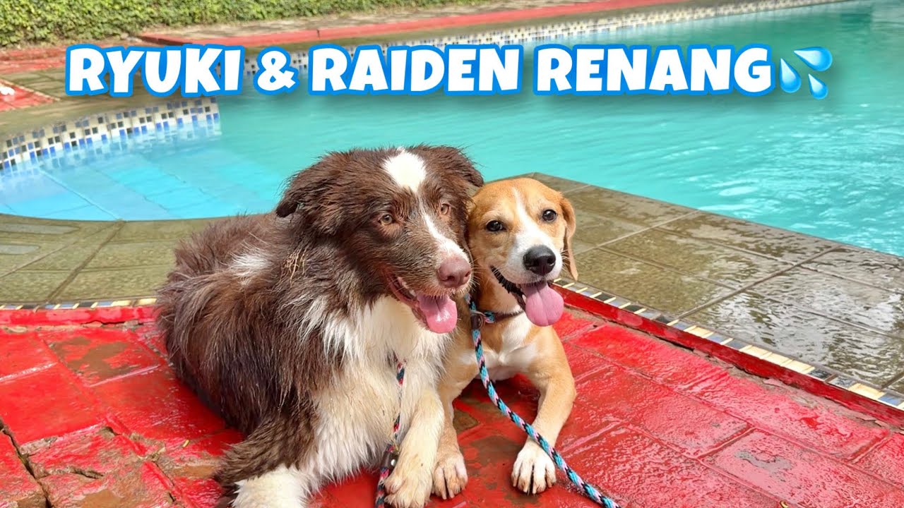 RYUKI & RAIDEN BERENANG DI DOG PARK💦 RAIDEN AUTO NYEBUR😂