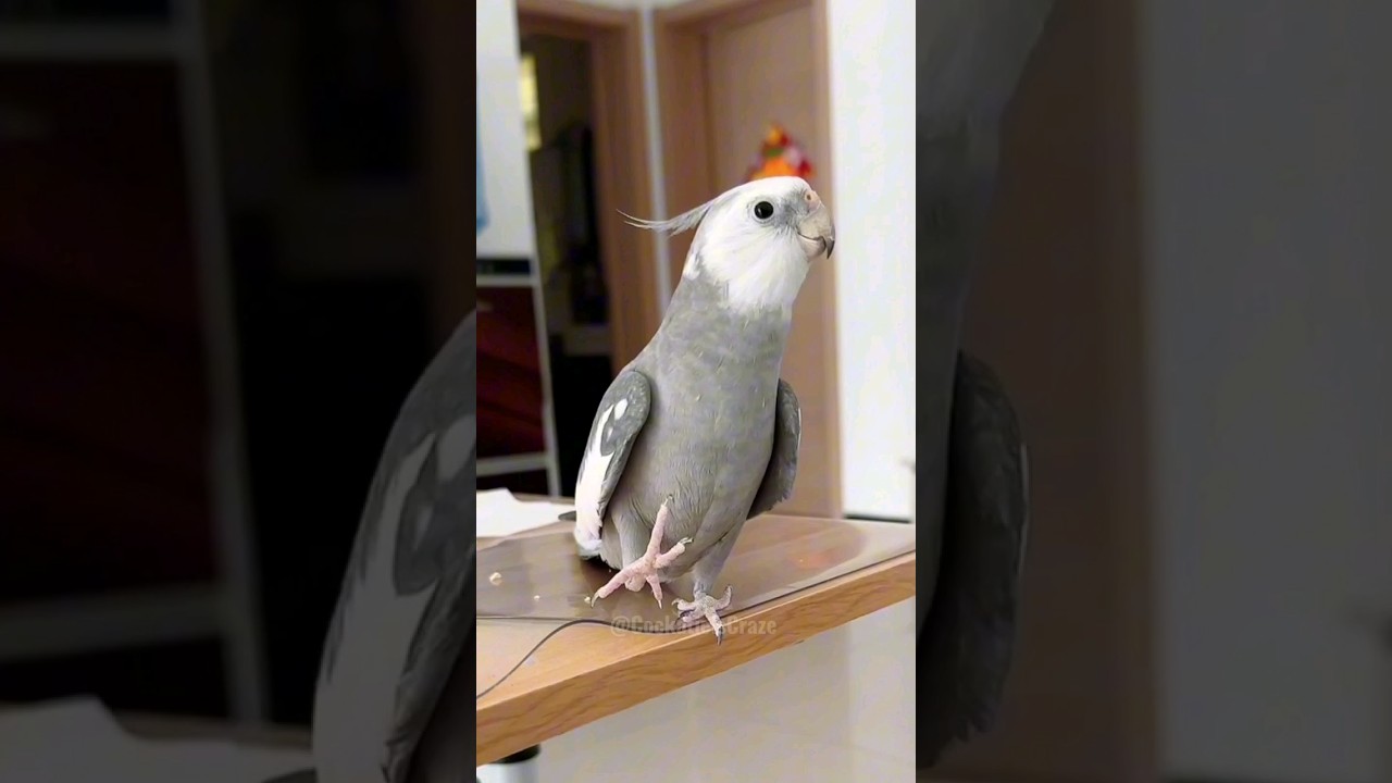 Skyler's Operatic Ovation: Adorable Cockatiel's Cute Opera Singing Skills | #cockatielscraze