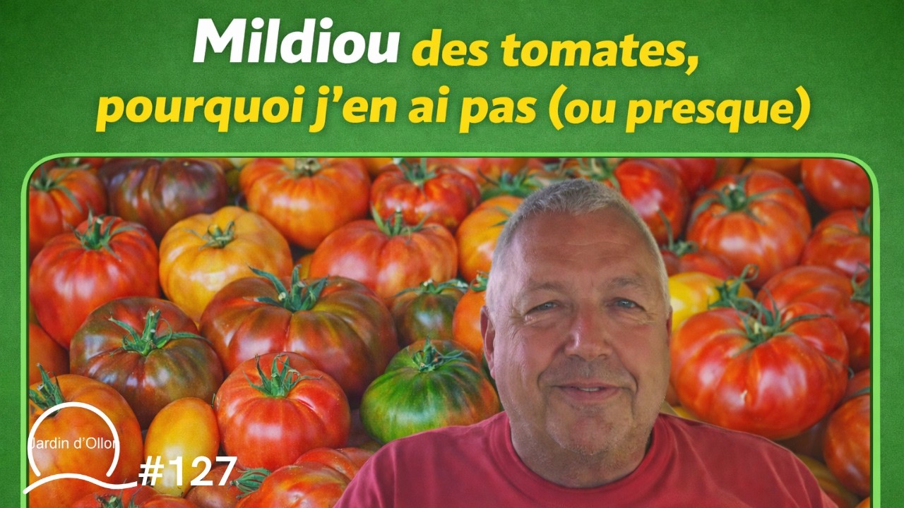 #127-Mildiou, pourquoi j'en ai pas (ou presque)