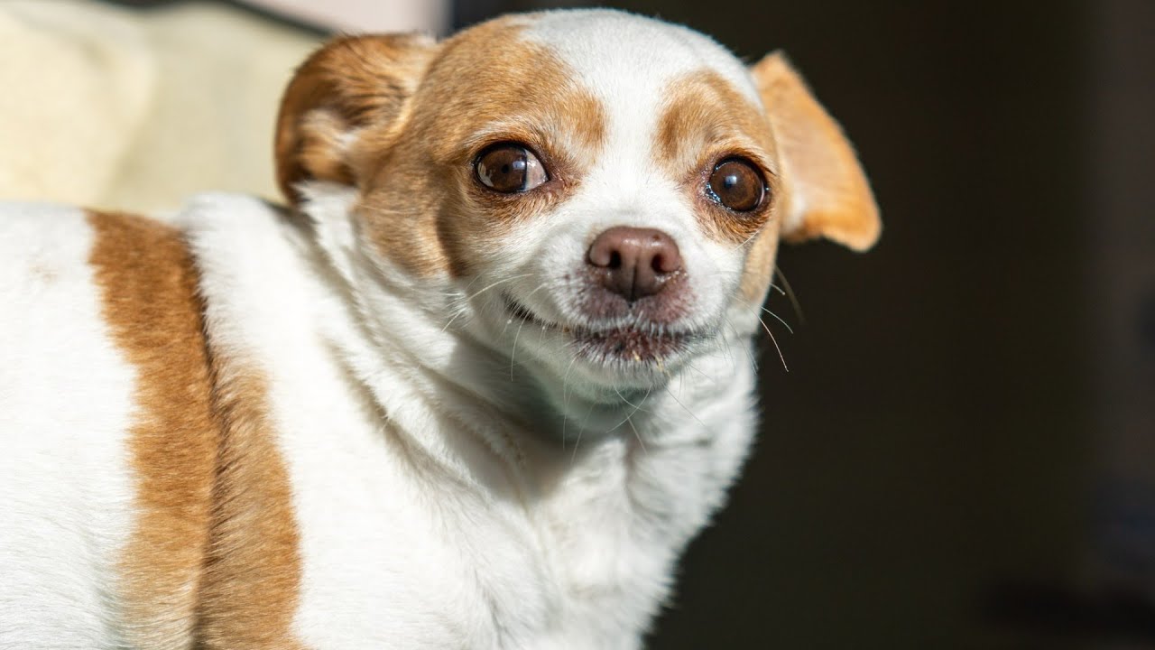 She Was Surrendered to the Humane Society