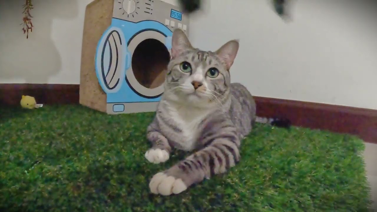 10 Minute Cat Calm │ Feather Toys, Ball Chases & Cozy Playtime