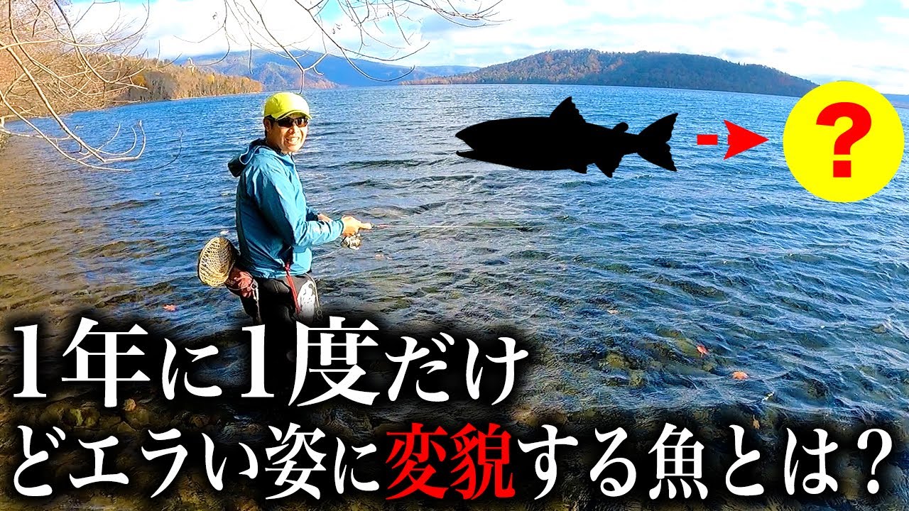 変われるのは選ばれし強い魚のみ。この美しい姿に怪魚ハンターも大興奮…！皆さんにこの魚の格好良さを知って欲しい。