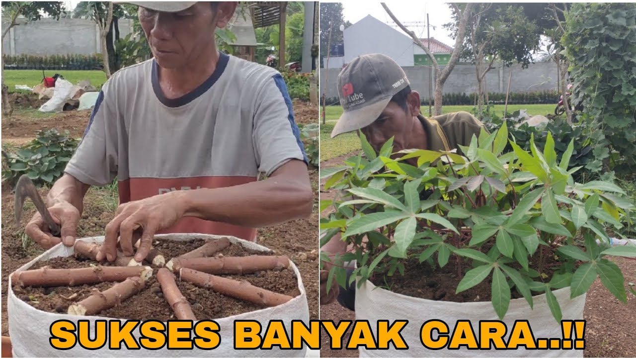 TEKNIK TANAM SINGKONG DI TIDURKAN UNTUK DIPETIK DAUNNYA DIKARUNG !!