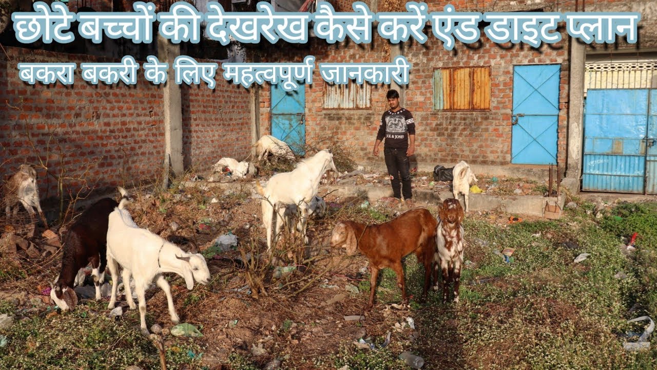 How to care & diet baby goat / Some important information for goat's