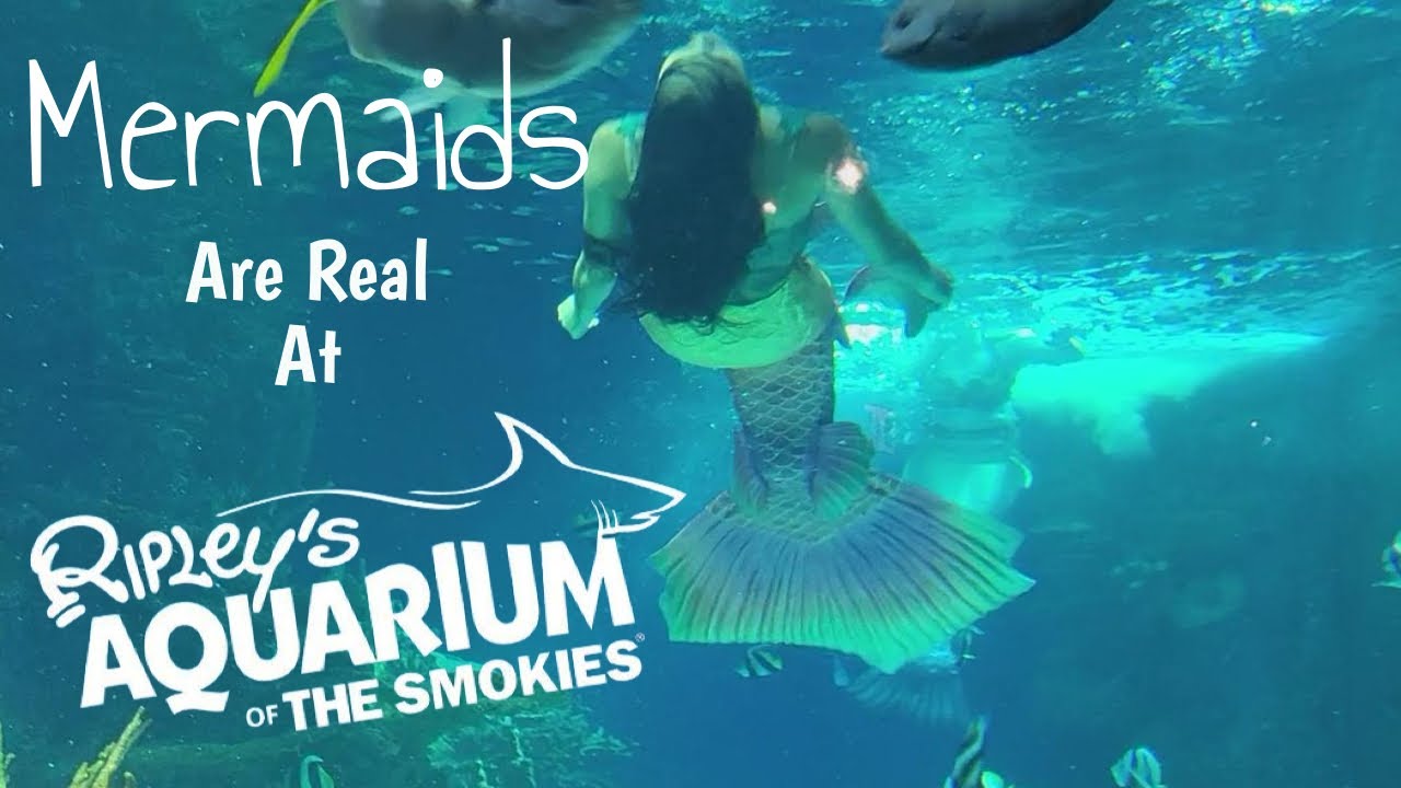 Real Mermaids at Ripley's Aquarium of the Smokies! Gatlinburg, Tennessee 2022