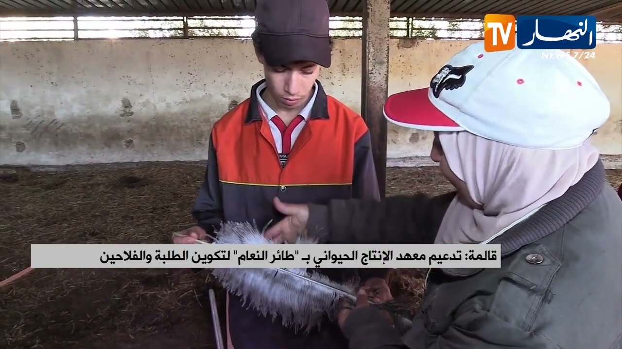 قالمة / تدعيم معهد الإنتاج الحيواني بـ طائر النعام لتكوين الطلبة والفلاحين
