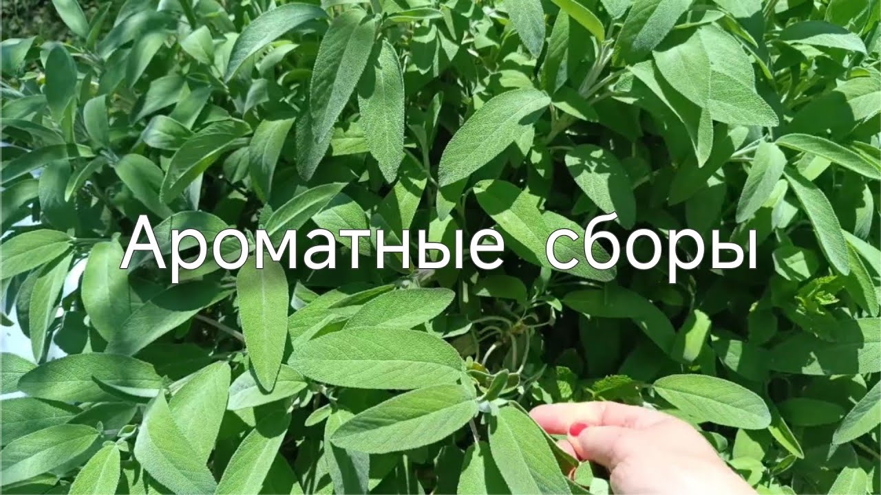 Здоровье в доме. Ароматические травы.