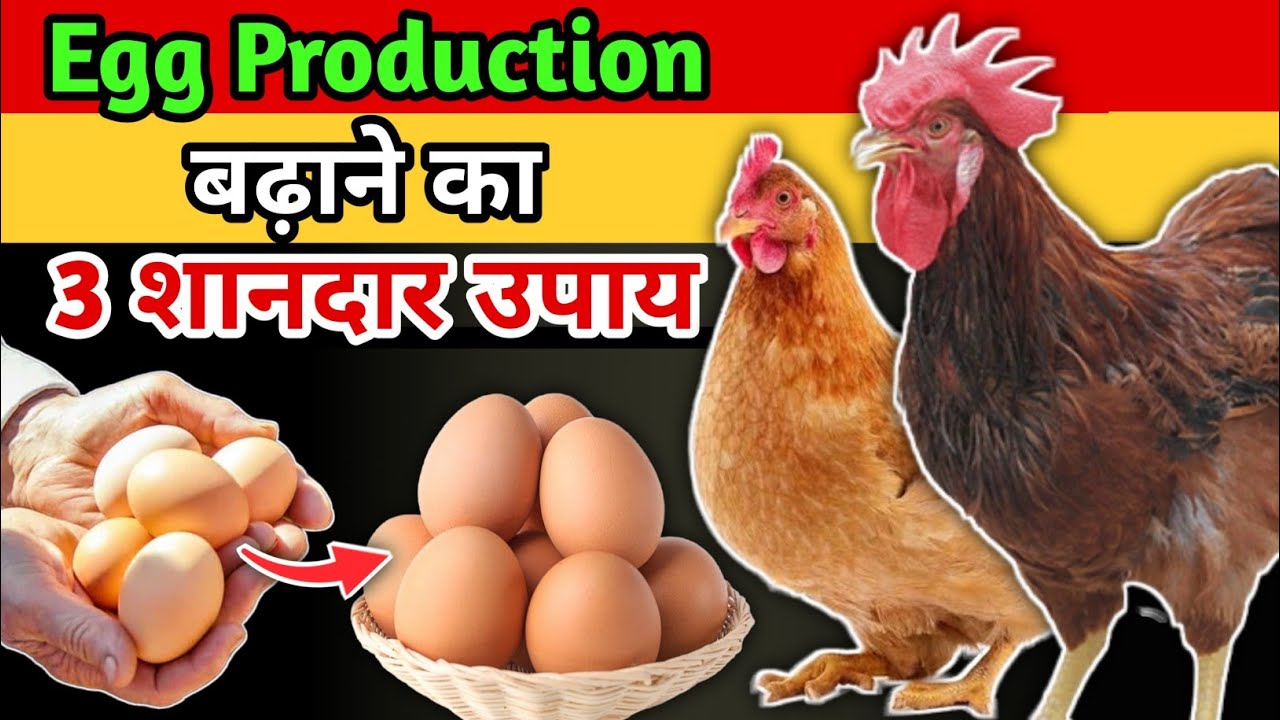 मुर्गियों में Egg Production + Egg Size बढ़ाने का 3 आसान तरीका👌| Egg Production | Desi Murgi Palan