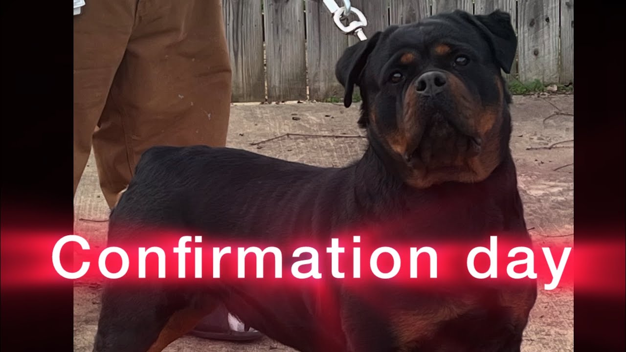 Confirmation day ￼for Koko