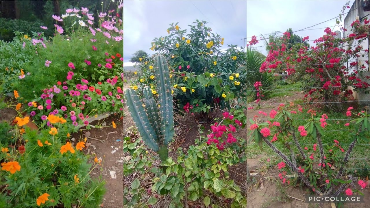 Fiz um jardim perfeito gastando pouco 🌸🌺🌼🌹