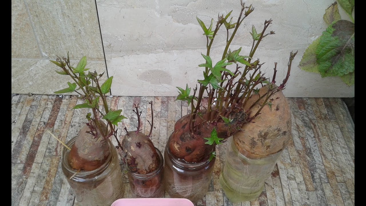 كيف تزرع البطاطا في المنزل ملعومات  جديدة(8) How to plant sweet potatoes at home