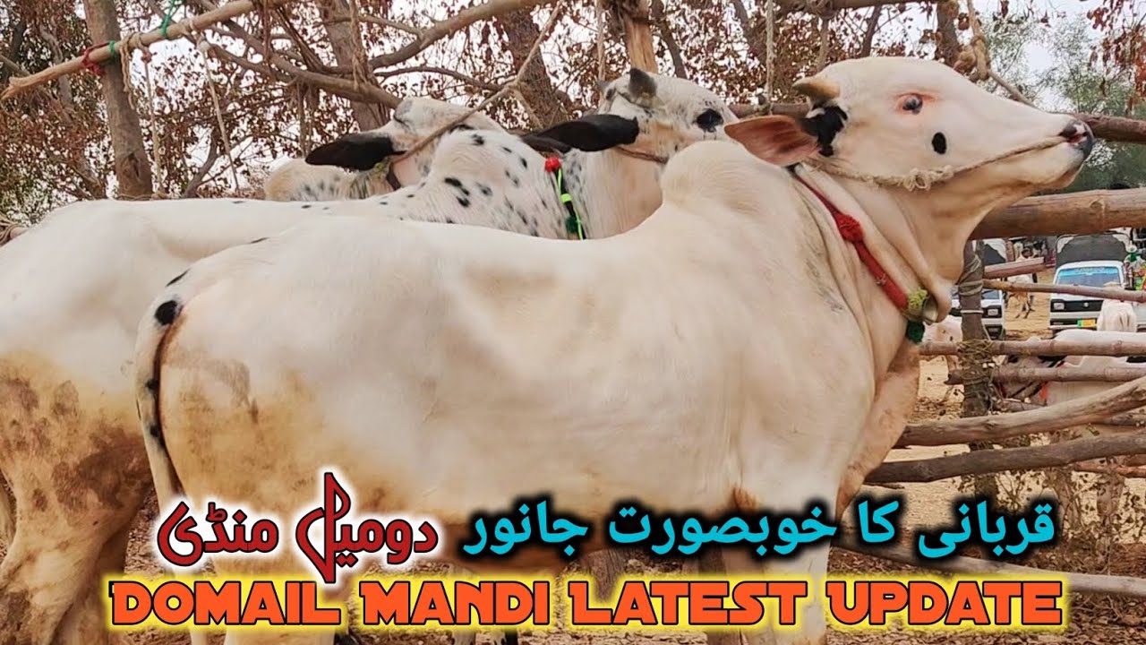 Friday Domail Mandi Latest Update 6 February 2026