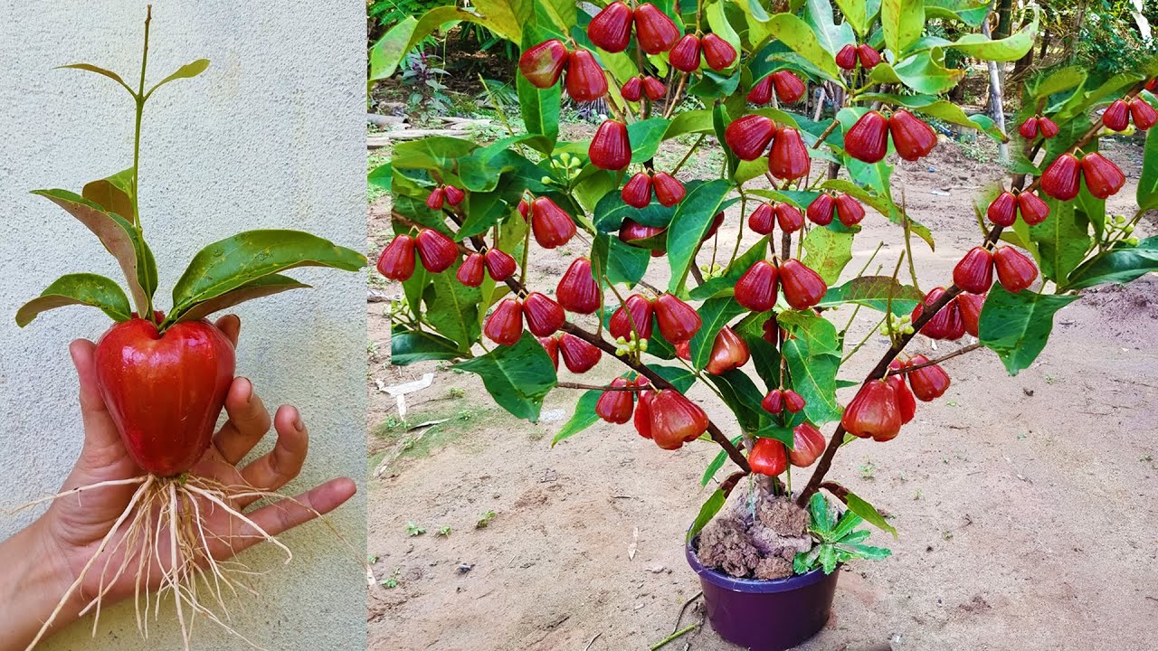 New Techniques To Grow Java Apple Tree Growing Fast and Successfully Using Java Apple Fruit