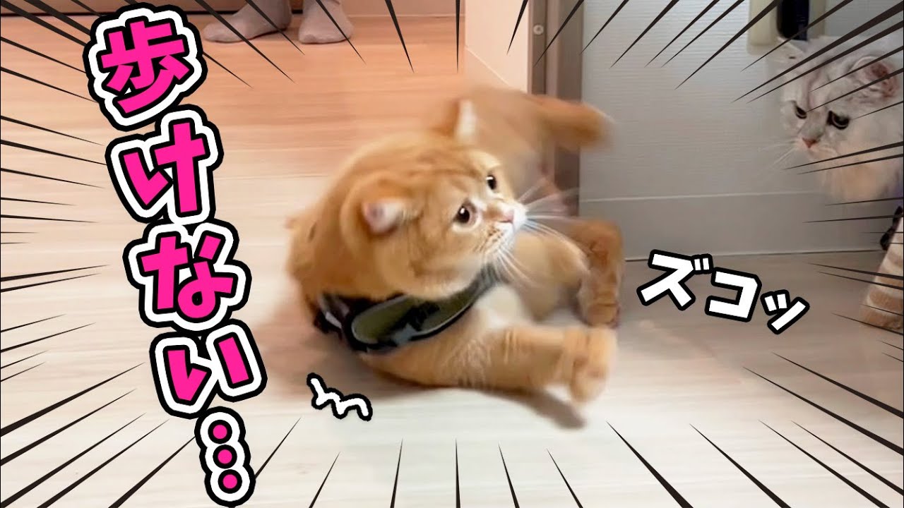 【仮病?】歩けなかったはずの猫がチュールを見て豹変