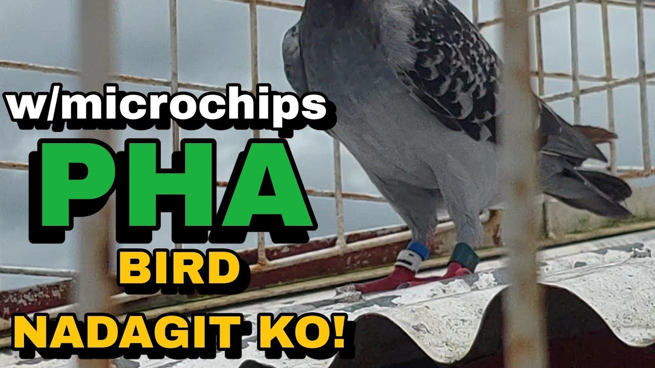 NAKADAGIT TAYO PHA NAKASENSOR AT STICKER PA! JACKPOT NA NAMAN SI DAGIT KING!