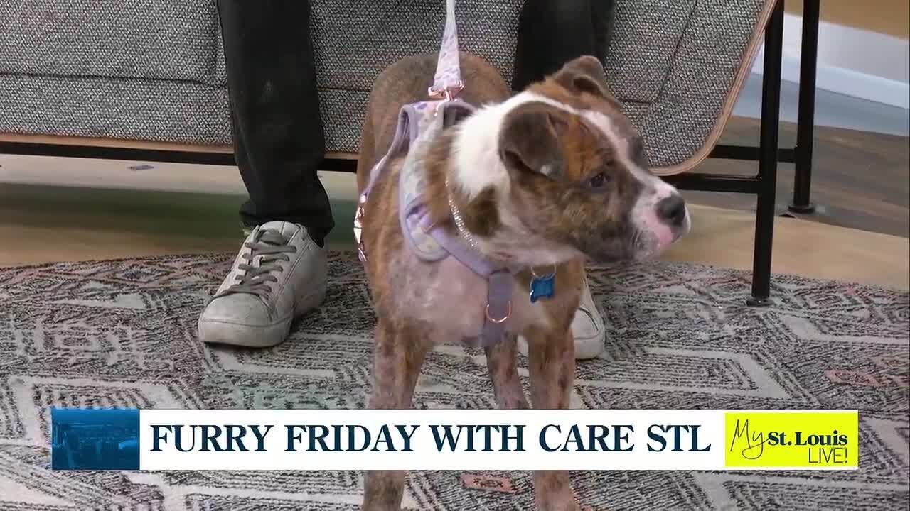 Furry Friday with Care STL