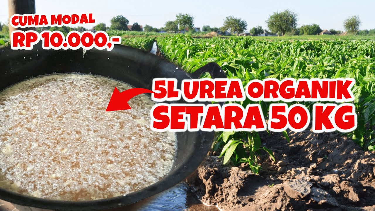 𝐏𝐔𝐏𝐔𝐊 𝐌𝐔𝐑𝐀𝐇: 5 𝐋𝐈𝐓𝐄𝐑 𝐔𝐑𝐄𝐀 𝐎𝐑𝐆𝐀𝐍𝐈𝐊 𝐂𝐀𝐈𝐑 𝐒𝐄𝐓𝐀𝐑𝐀 50 𝐊𝐆 𝐔𝐑𝐄𝐀 𝐊𝐈𝐌𝐈𝐀