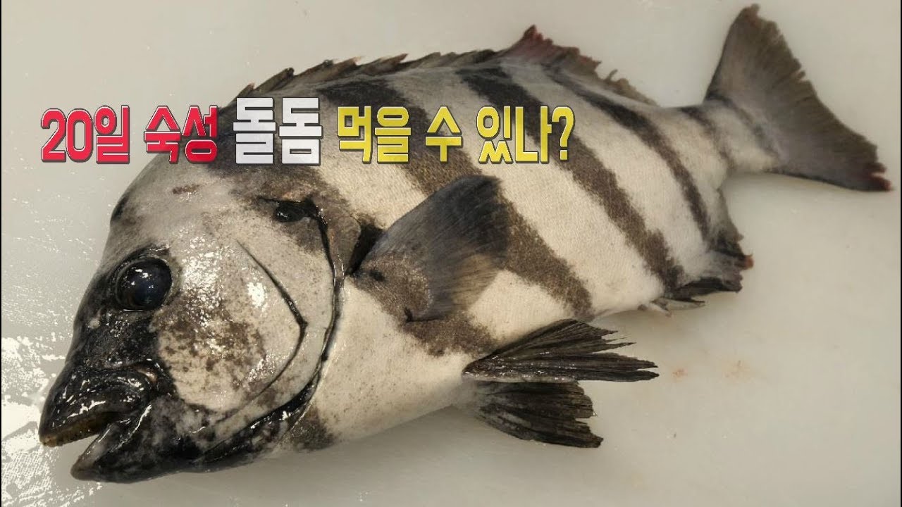 20일 숙성시킨 돌돔 먹을 수 있을까? 맛은?_20 days of aging Rock bream sashimi_Korean street food