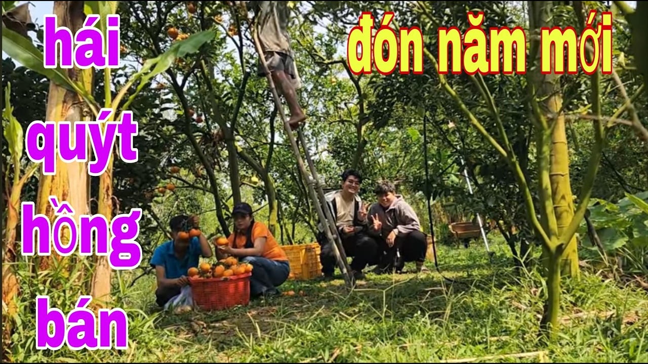 Người Dân Miền Tây Thu Hoạch Quýt Hồng Bán Vào Dịp Tết # SĂN BẮT ĐỒNG THÁP #