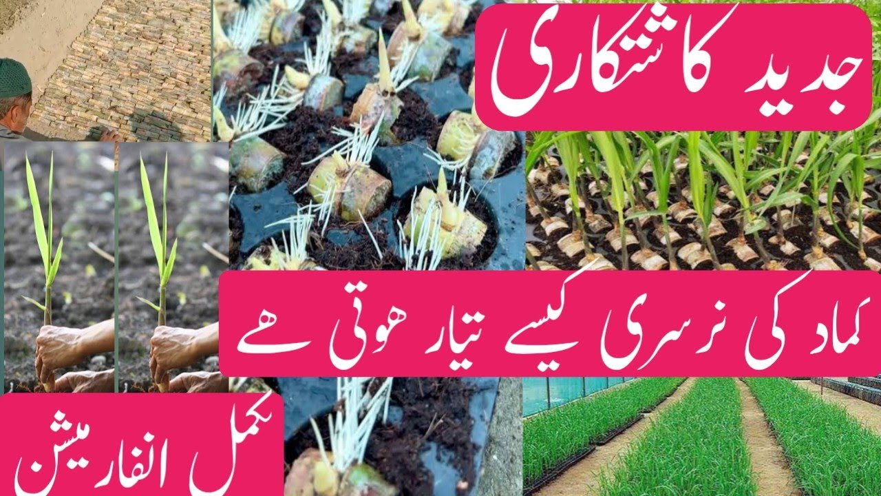 Complete method of preparing a nursery for sugercane (kamad).  Ideal farming 