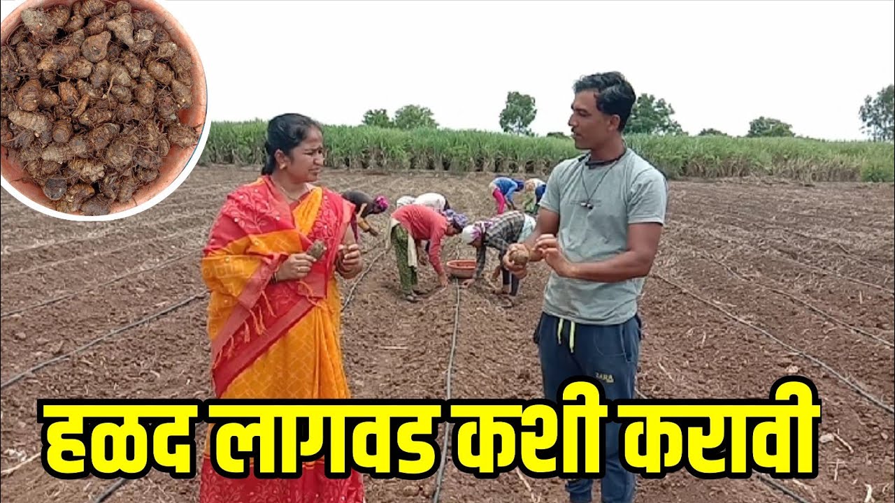 हळद लागवड कशी करावी प्रात्यक्षिकासह   शेतकऱ्याच्या शेतातून सविस्तर माहिती | हळद लागवड तंत्रज्ञान