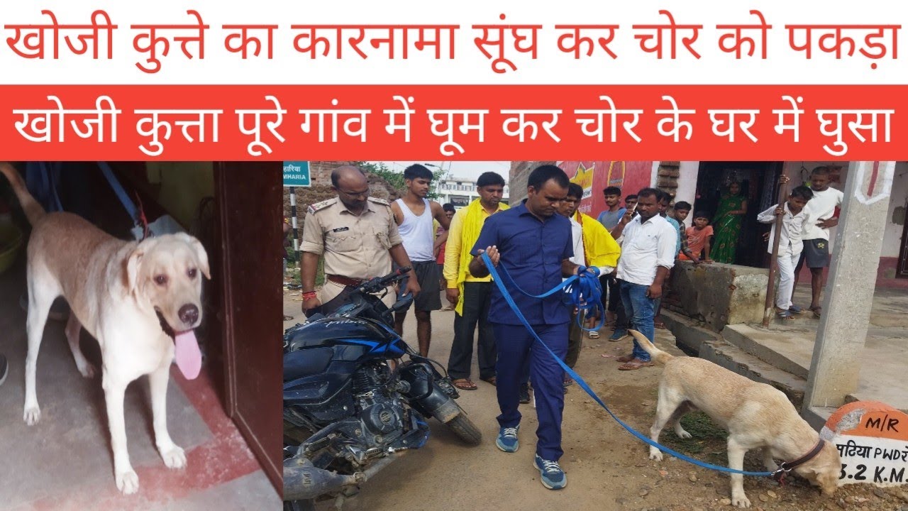खोजी कुत्ता के मदद से पुलिस ने चोर को पकड़ा#khojikuta