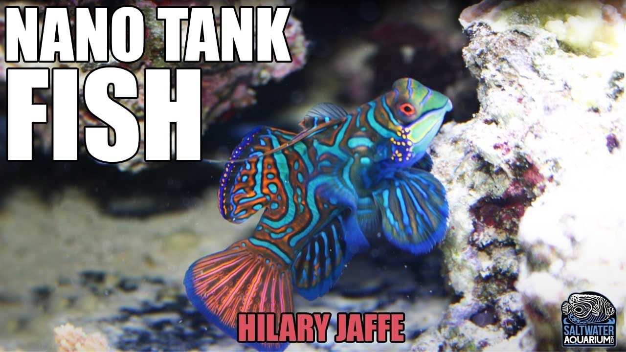 FISH For A 20-Gallon NANO Reef Tank! - Hilary Jaffe