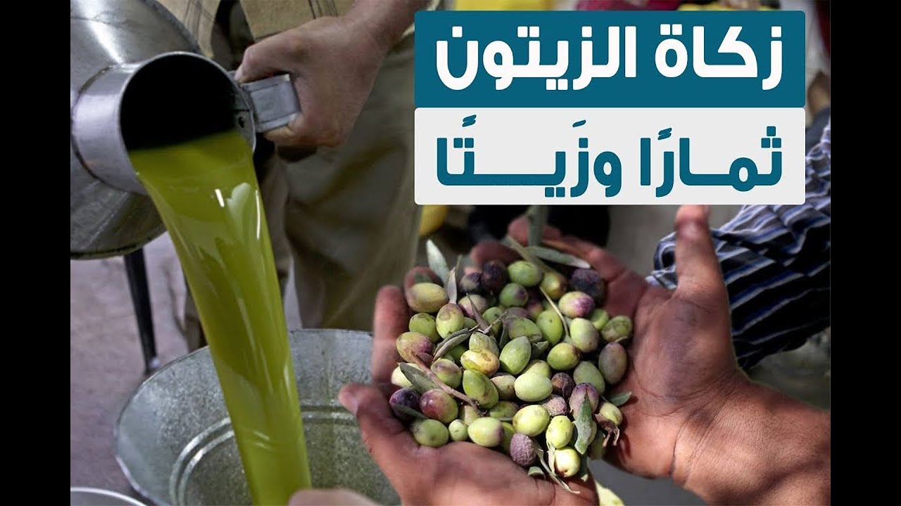 ما حكم ومقدار زكاة زيت الزيتون؟