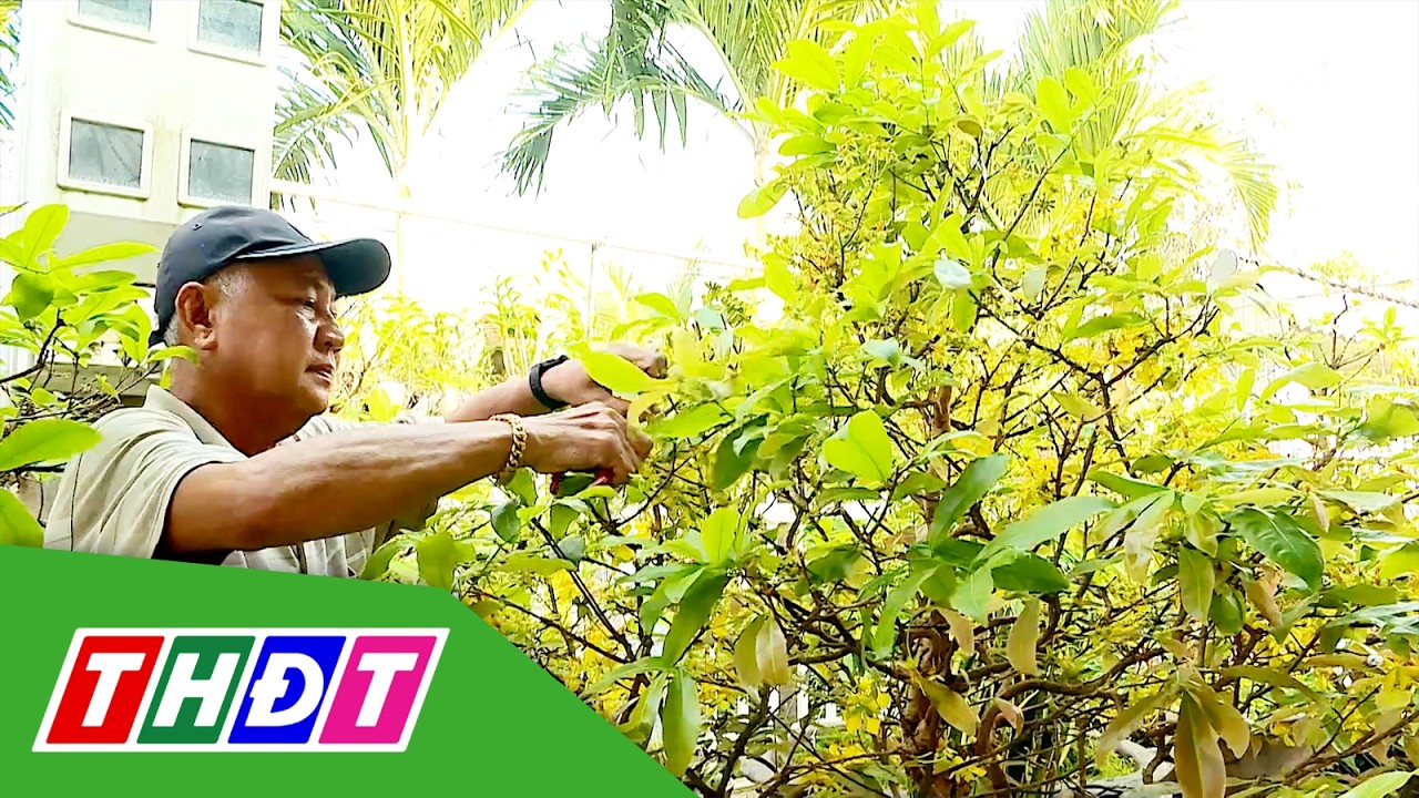 Nhà vườn tích cực chăm sóc mai sau Tết | THDT
