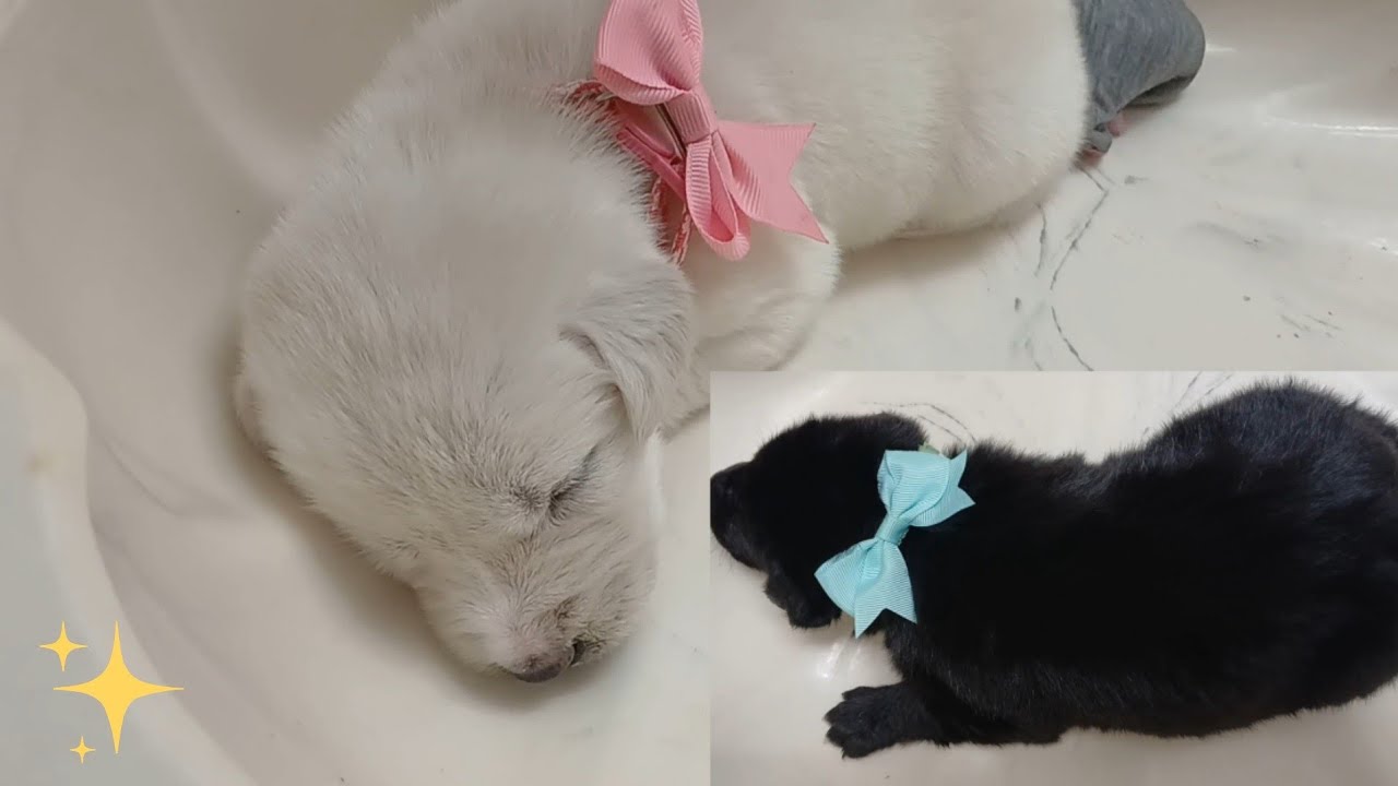 Giving 7 Husky Puppies A Bath And Blow Drying (2 Weeks And 6 Days) 