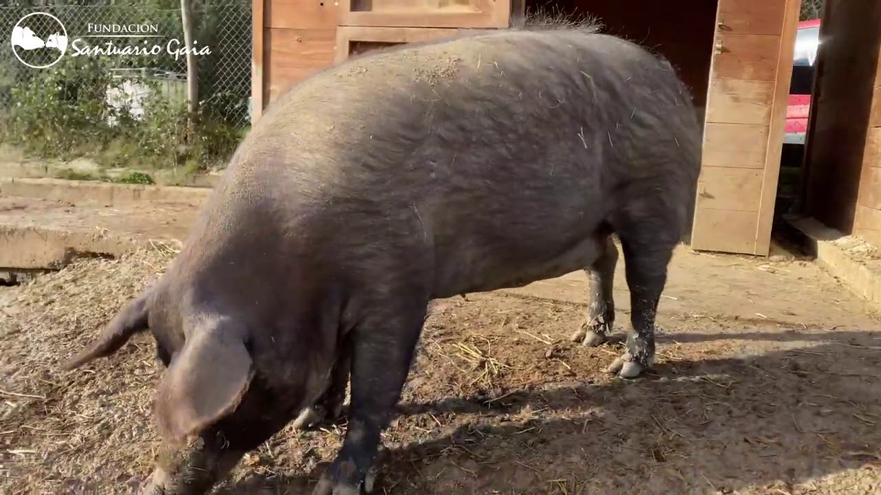 Dos cerdos rescatados de beb&eacute;s son ahora los mejores amigos