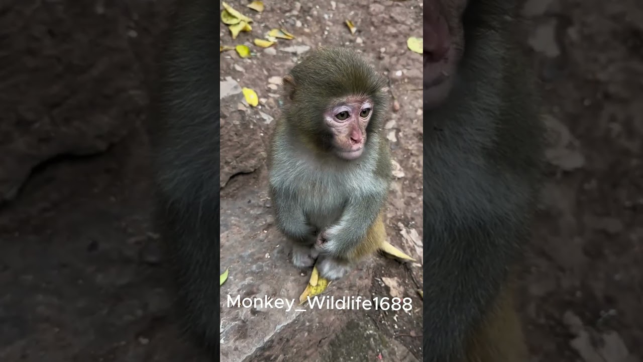 Monkey crying​ want to food  #shortvideo #monkey #monkeyvideo #wildlife #monkeylife #babymonkey