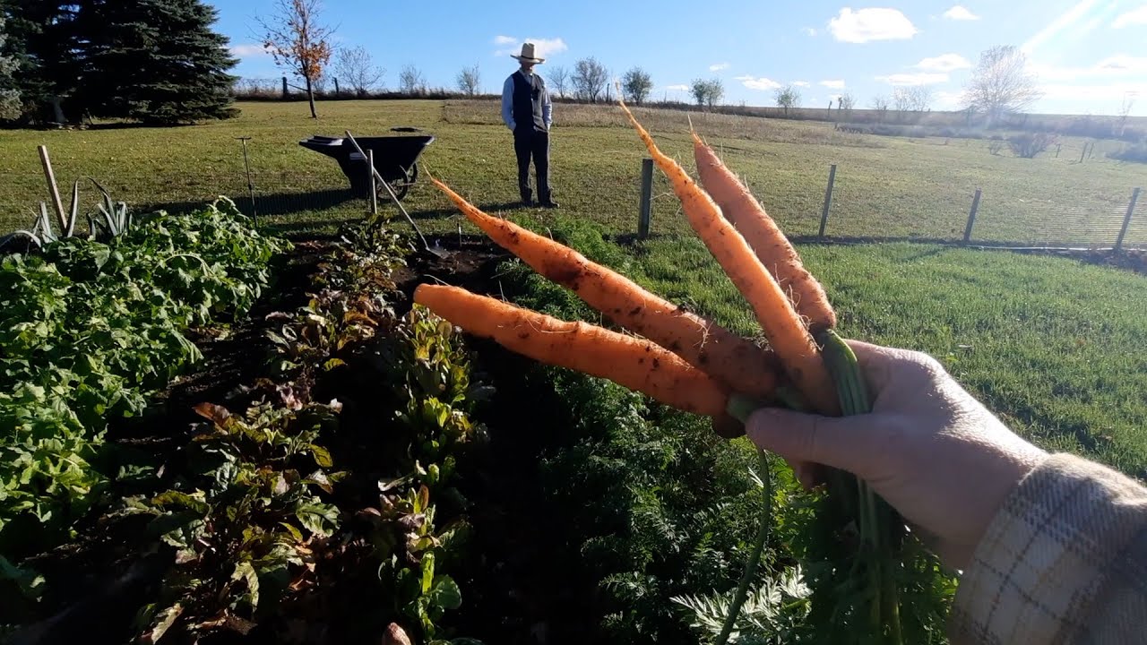 Fall Garden Tour & the Secret to the Best Carrots We Have Ever Grown!