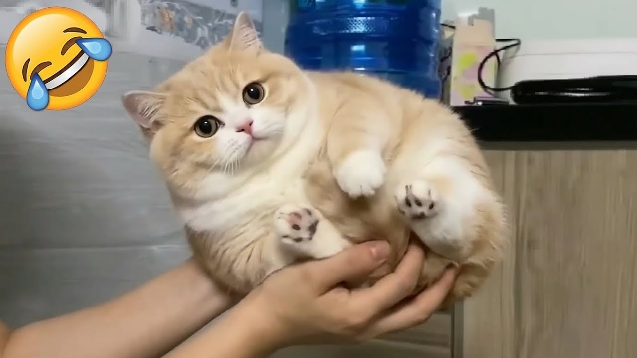 Funny Animals 😂 Cats & Dogs You’ll Be Laughing Non-Stop At 🐱🐶